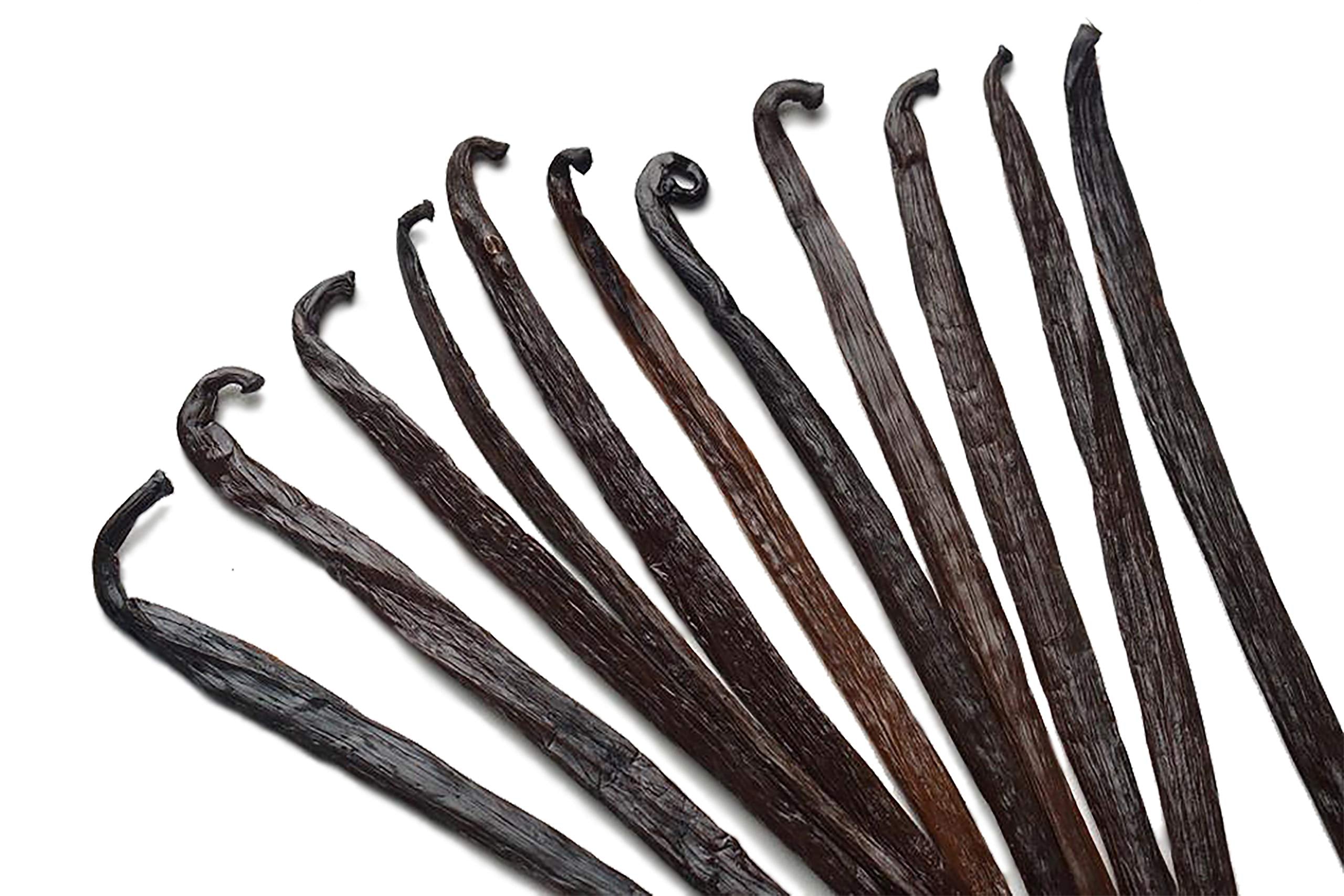 ESSENCE Vanilla beans ideal for making vanilla extract and desserts