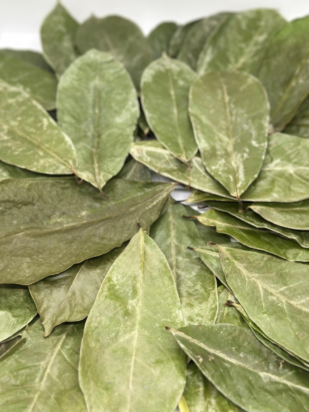 EverLeaf Ceylon tea brewing in cup showcasing vibrant aroma and color.
