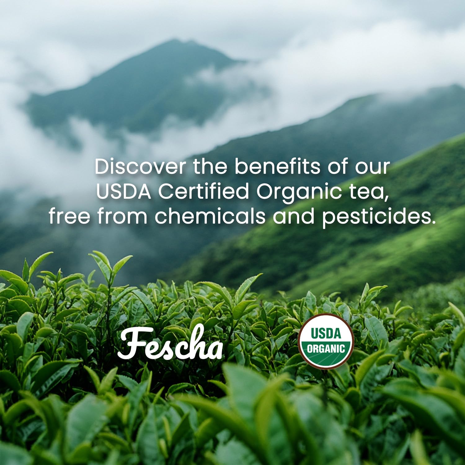 Fescha refreshing jasmine green tea cup shows light, clean flavor
