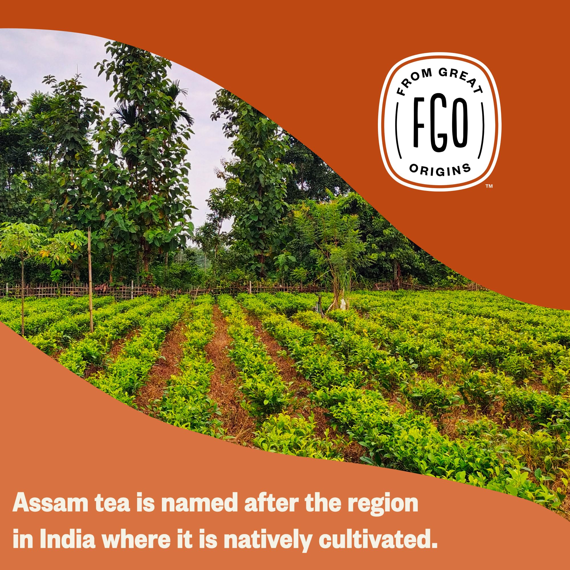 FGO Organic Assam Tea 100-count pack for everyday enjoyment