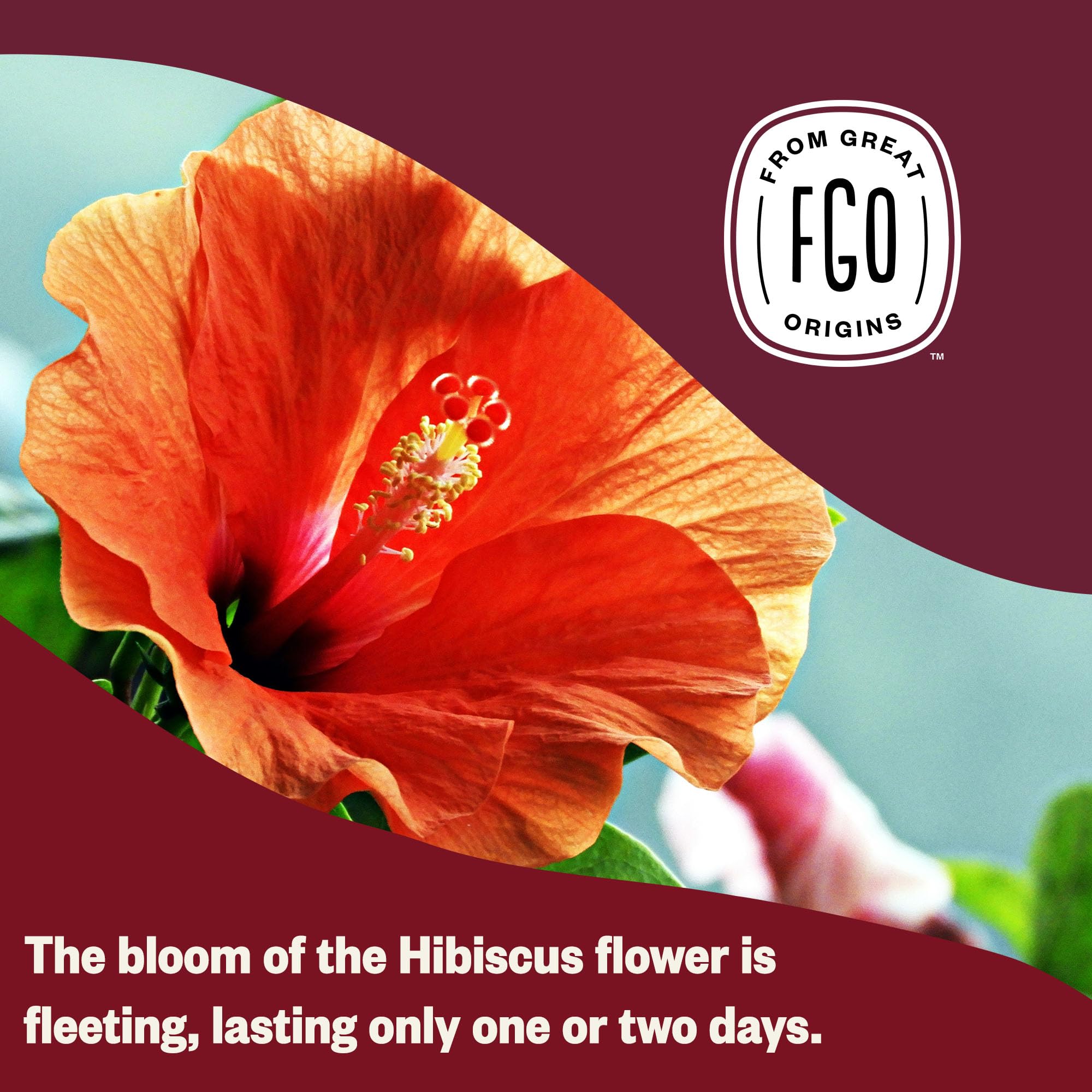 FGO organic hibiscus tea bags; eco-conscious, waste-free design