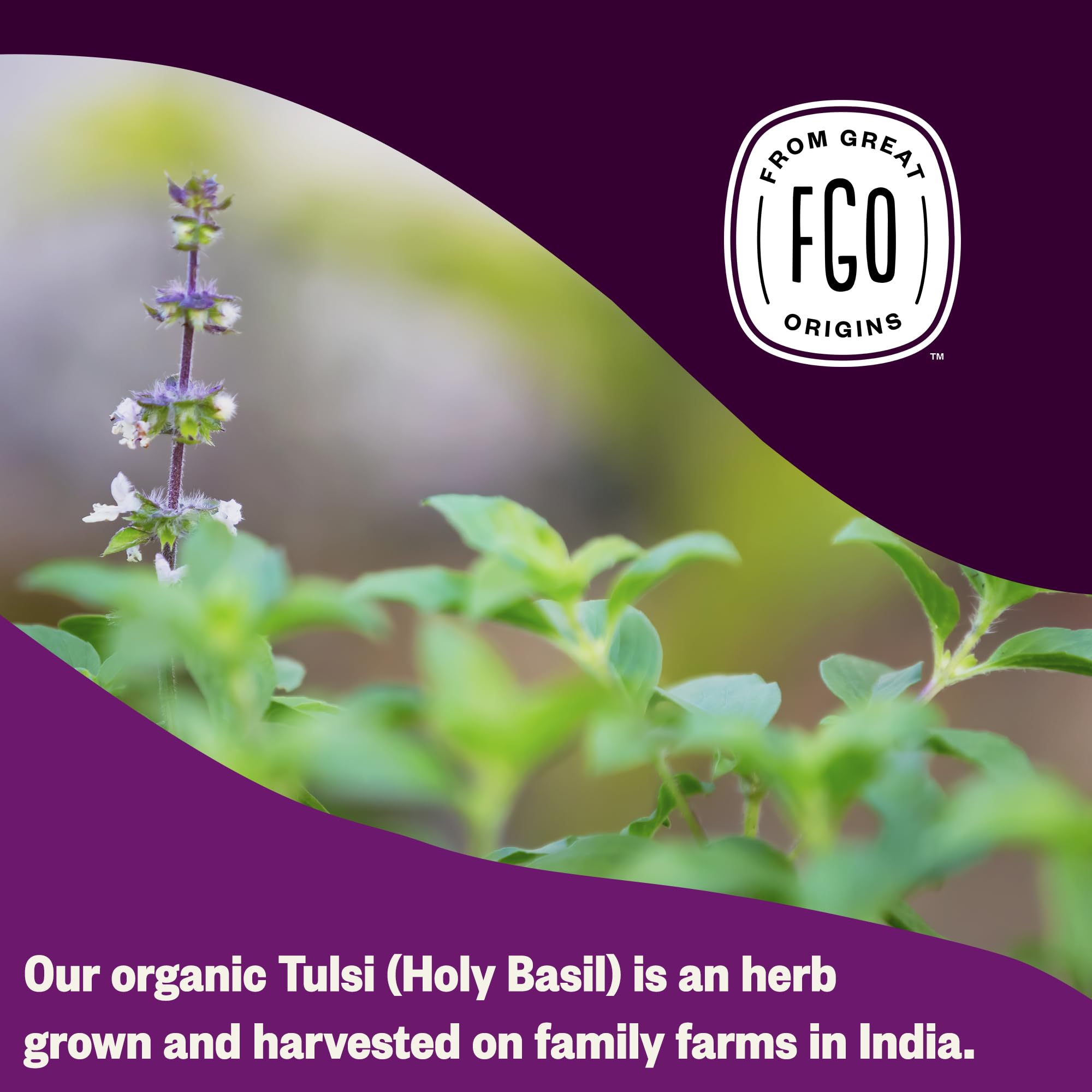 FGO packaging may vary for Tulsi tea, eco-conscious design.