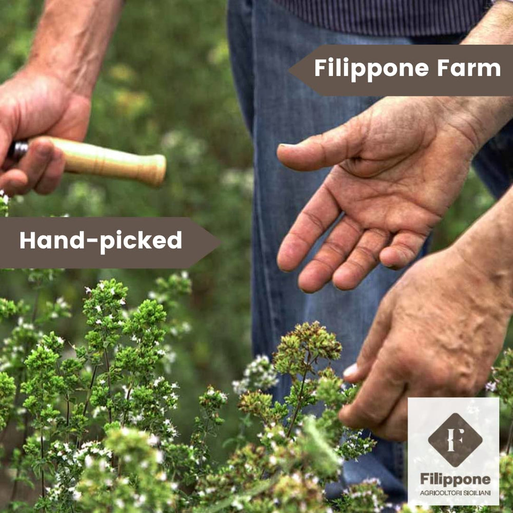Filippone dried lavender aroma, enhances room ambience.