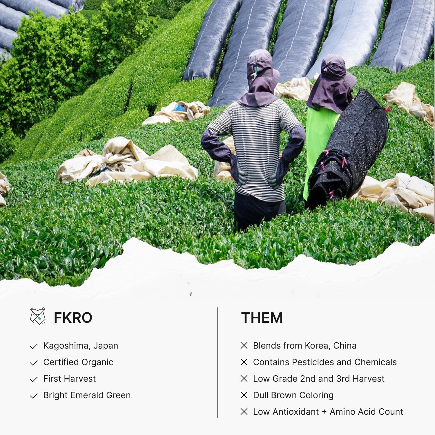 FKRO matcha aromas of nori, sweet potato, and chestnut enhance flavor
