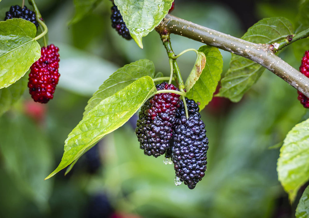 Food to Live mulberries bulk pack, designed for long shelf life.