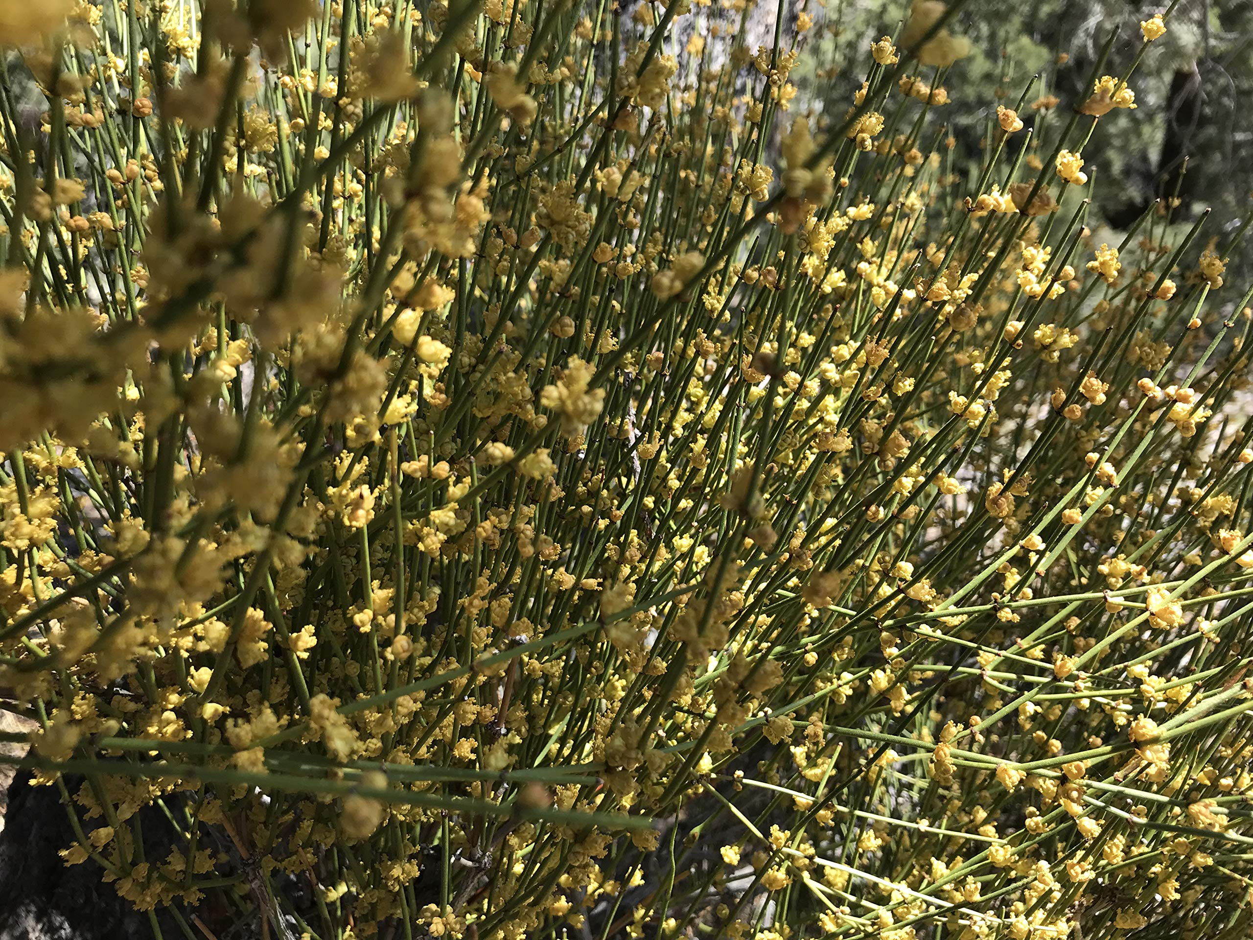 ForagedWild washed-dried process preserves natural flavor and aroma.