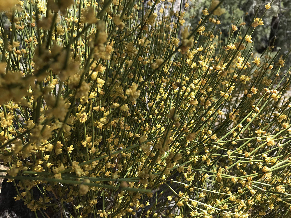ForagedWild washed-dried process preserves natural flavor and aroma.