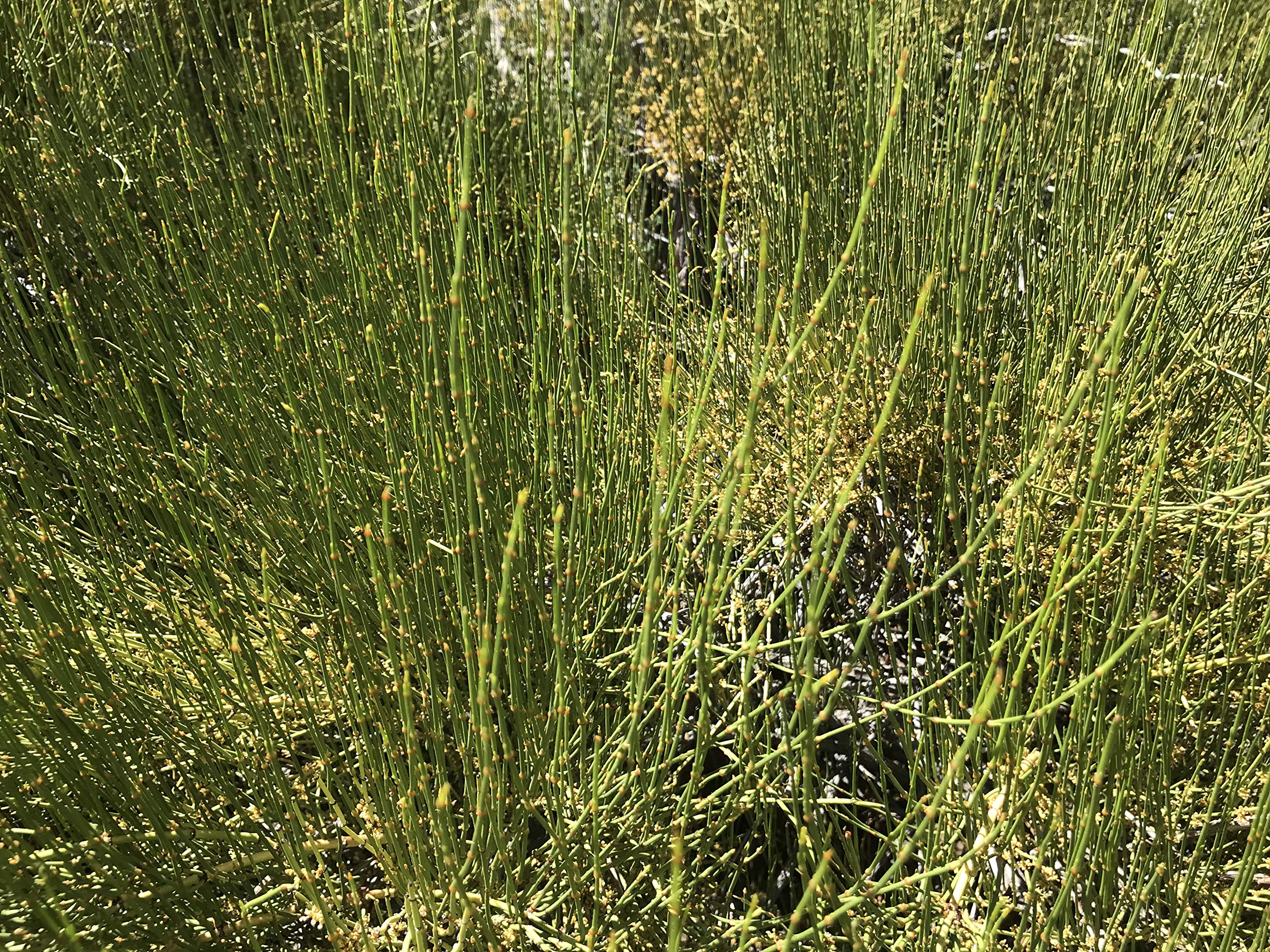 ForagedWild Western USA-origin subalpine tea, sustainably wildcrafted.