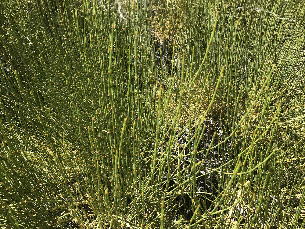 ForagedWild Western USA-origin subalpine tea, sustainably wildcrafted.