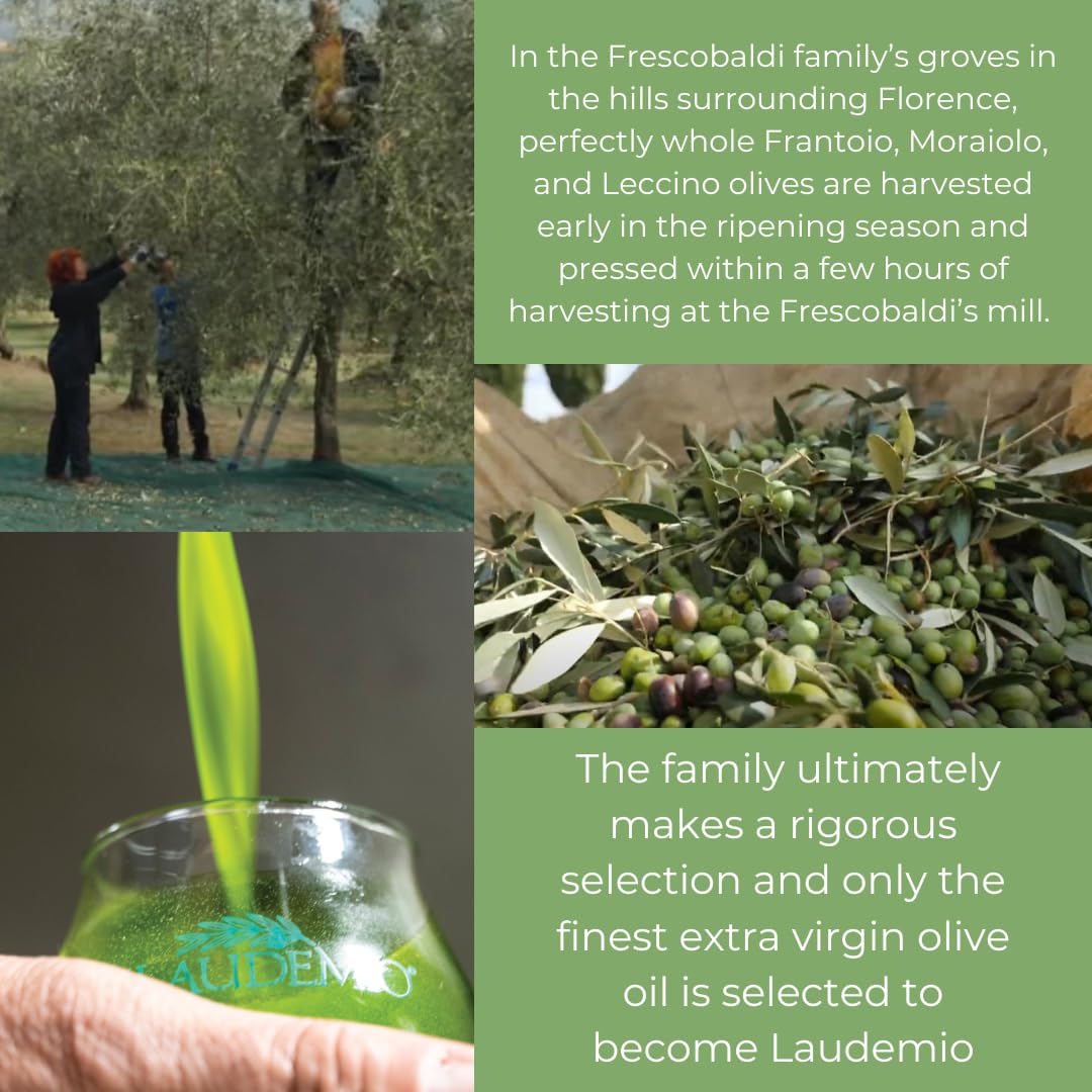 Frescobaldi Laudemio close-up olives, showcasing high-quality harvest for rich flavor.