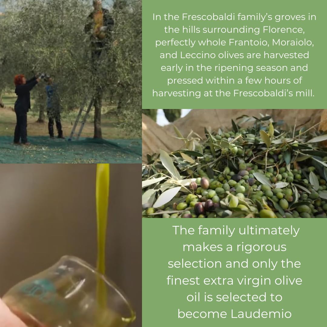 Frescobaldi Laudemio early harvest olives close up hinting bold, fruity flavor.