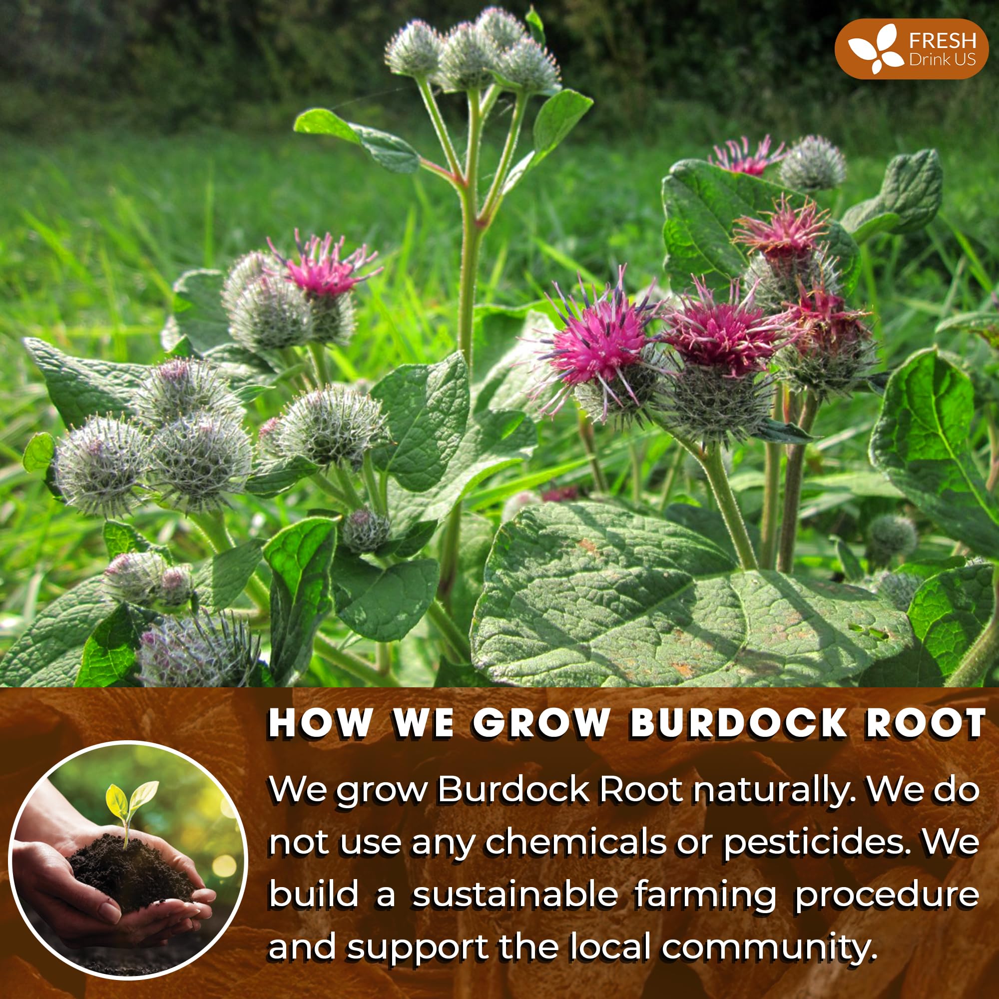 FreshDrinkUS Burdock tea bag in cup of hot water steeping aroma