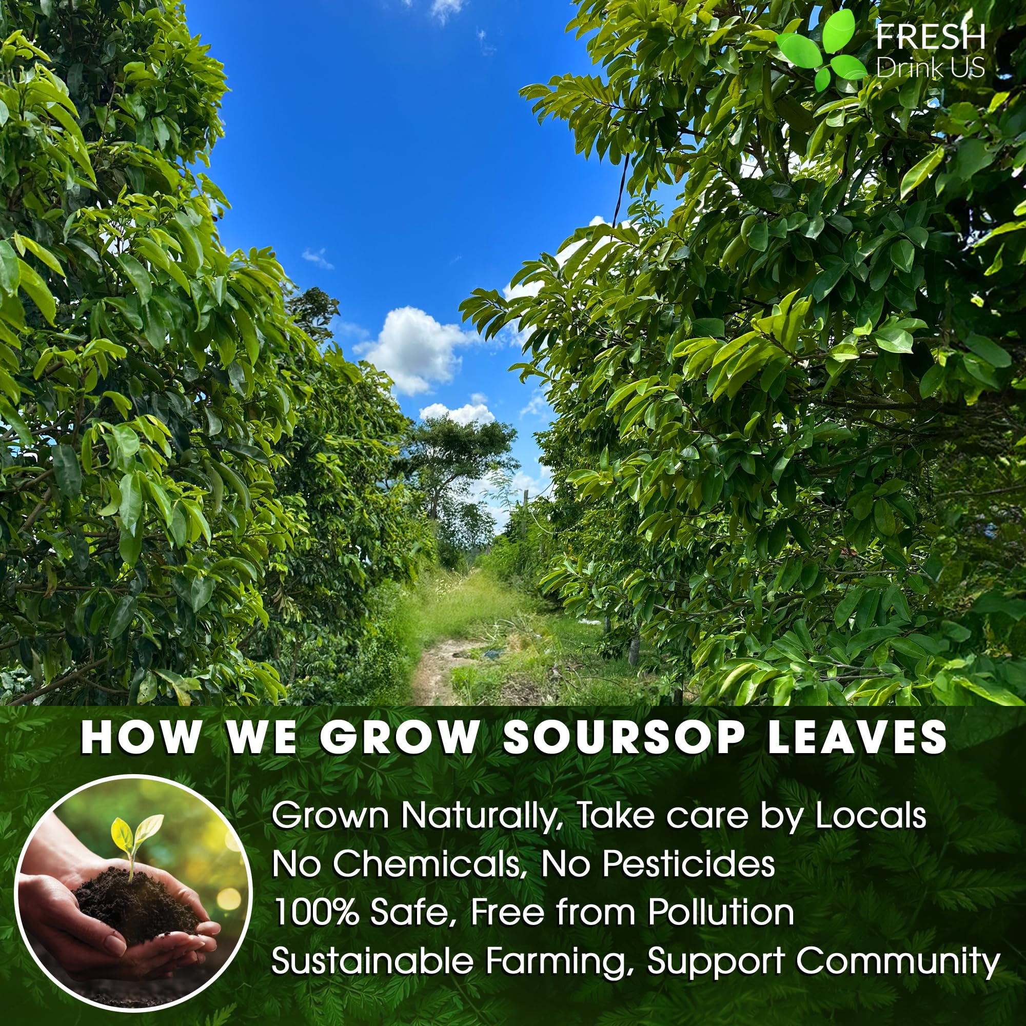 FreshDrinkUS farm-harvested leaves demonstrate natural sourcing from our fields