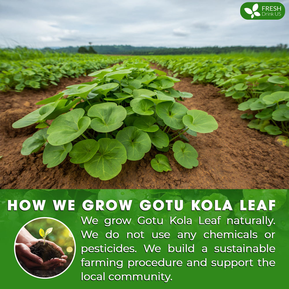 FreshDrinkUS dried Gotu Kola leaves on a tray showcase careful selection.
