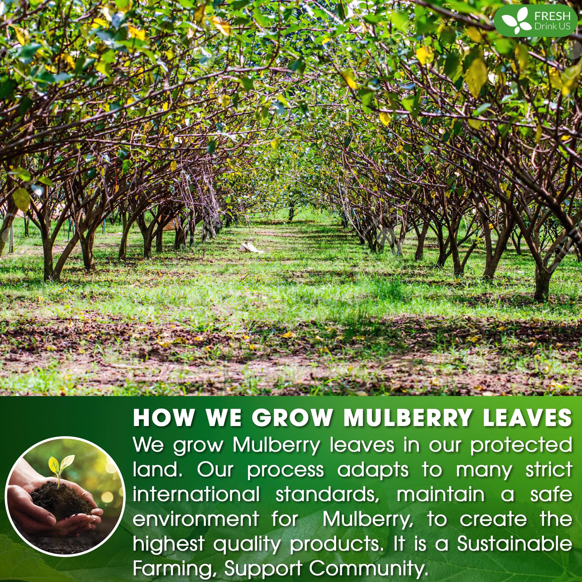 FreshDrinkUS handmade processing preserves premium mulberry leaves quality