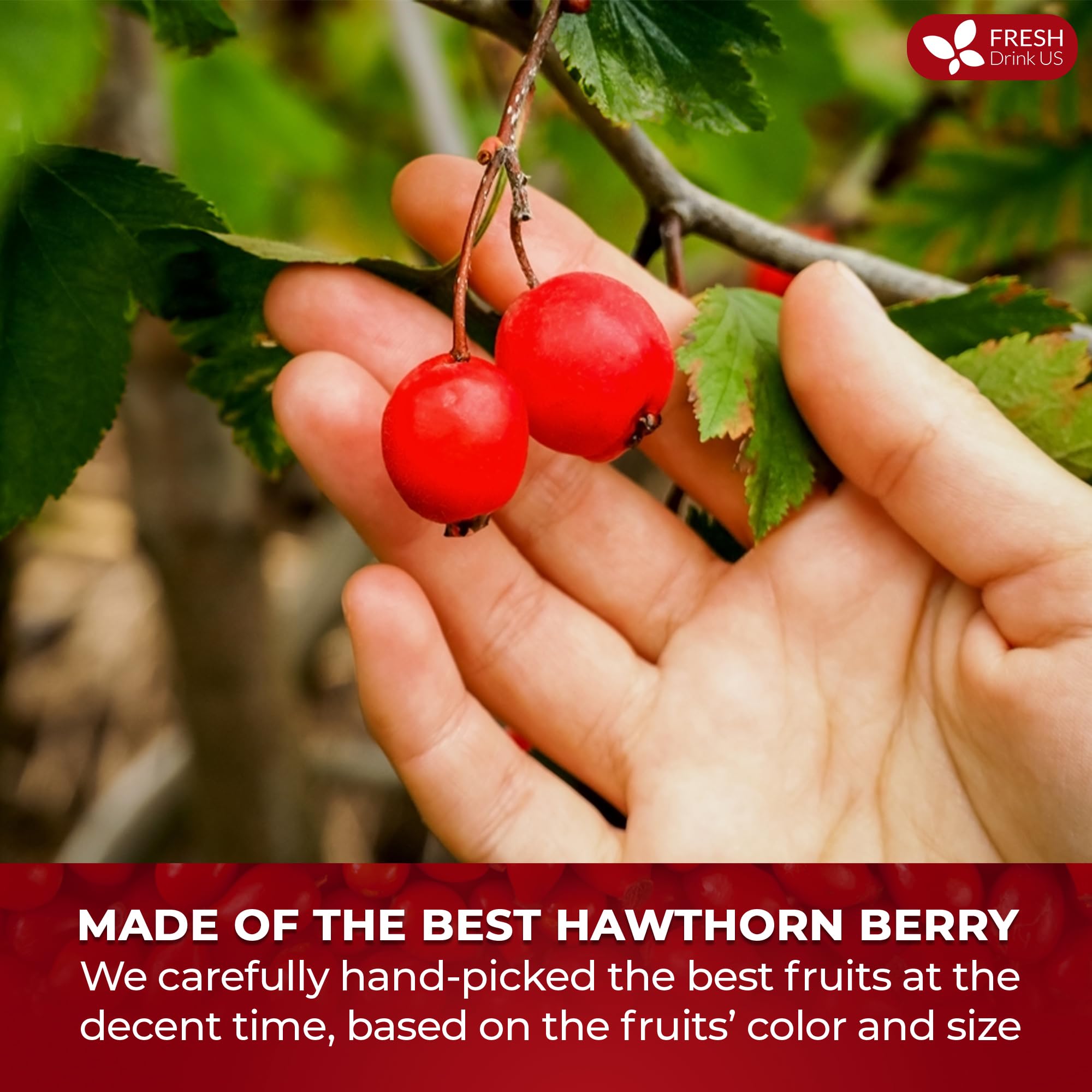 FreshDrinkUS hawthorn-berries-infusion steep for rich color