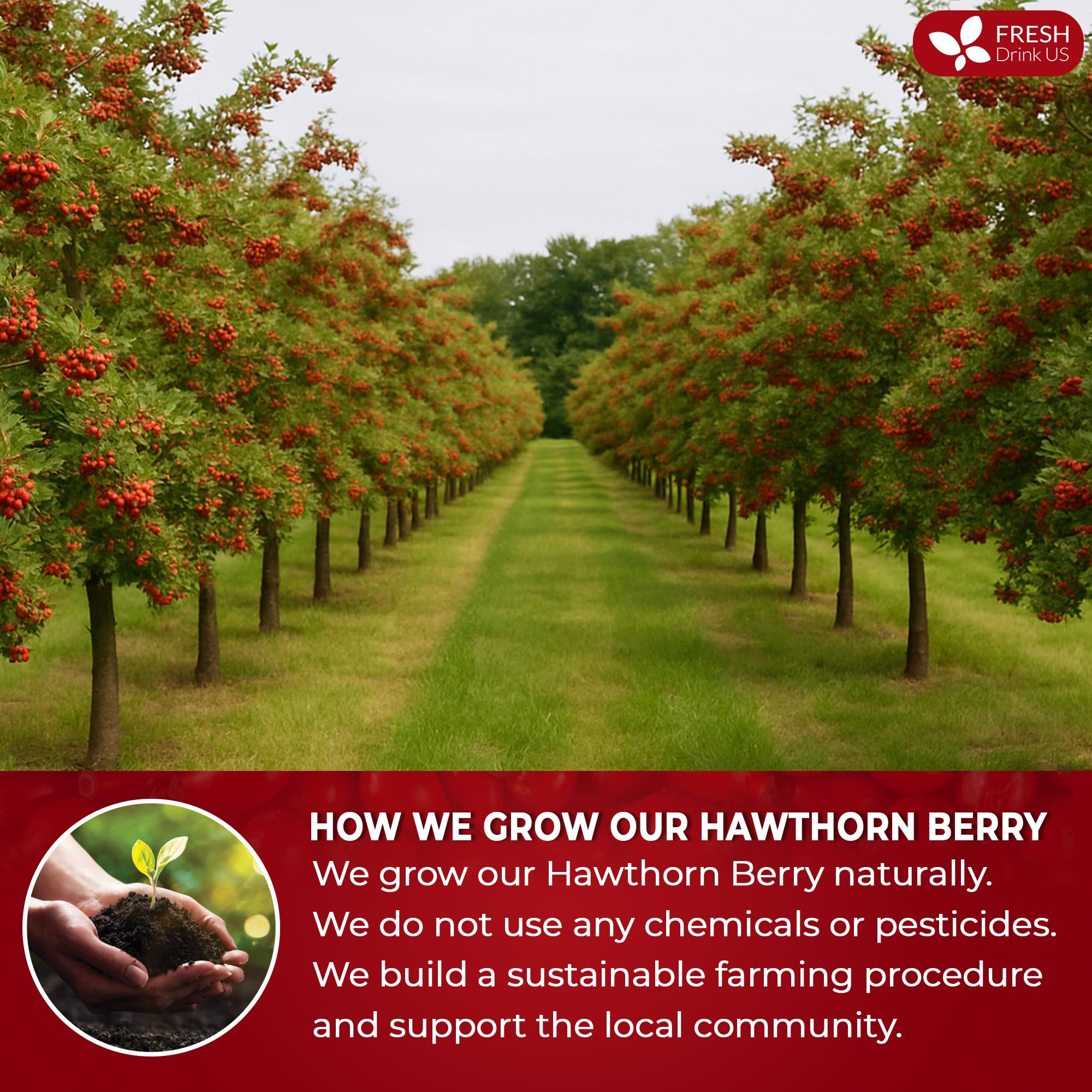 FreshDrinkUS hawthorn-berries-snack-ready convenient healthy bites