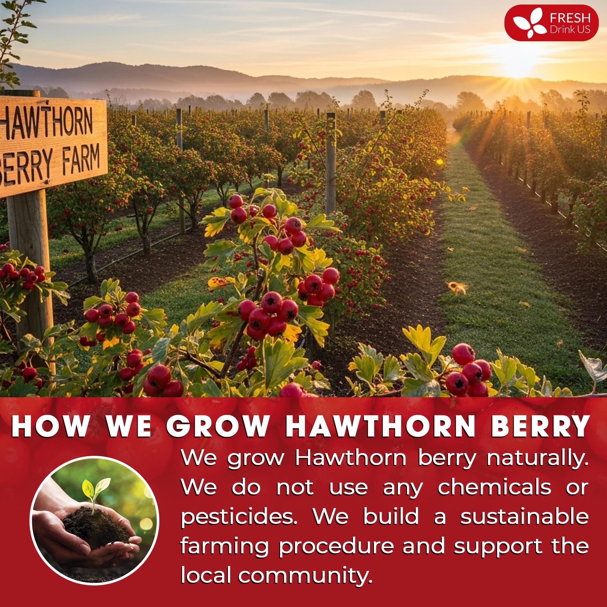 FreshDrinkUS hawthorn berry tea bags in presentation, easy brewing for caffeine-free moments.