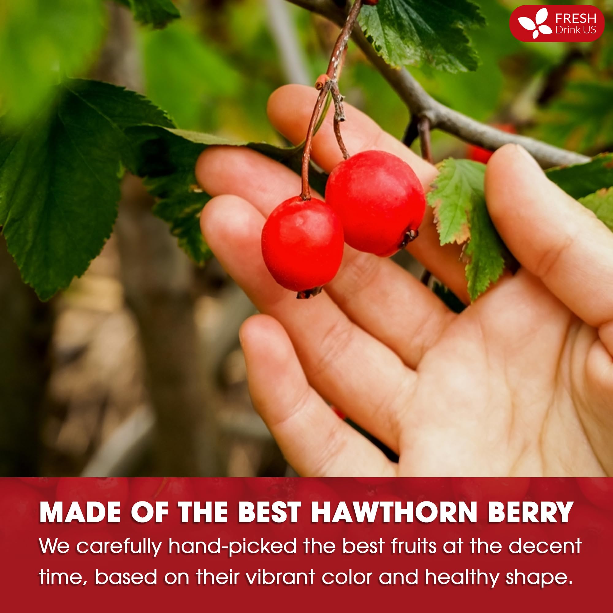 FreshDrinkUS hawthorn berry tea cup steeped, rich aroma enhancing cozy tea rituals.