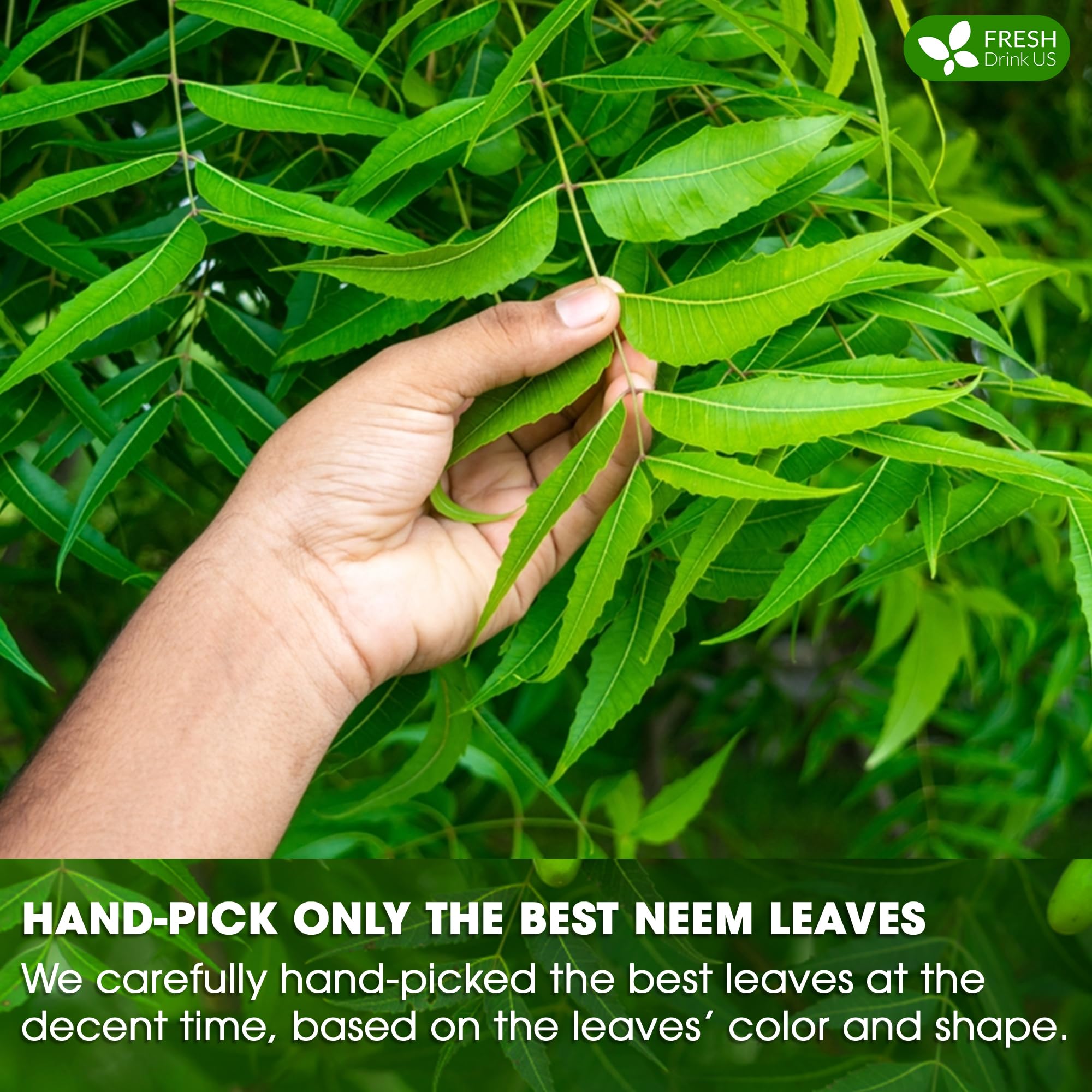 FreshDrinkUS neem tea cup steep display with warm amber infusion.