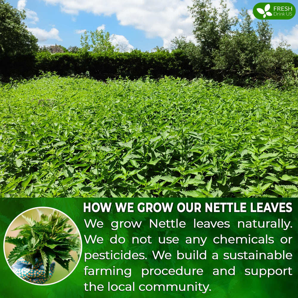 FreshDrinkUS close-up of dried nettle leaves quality