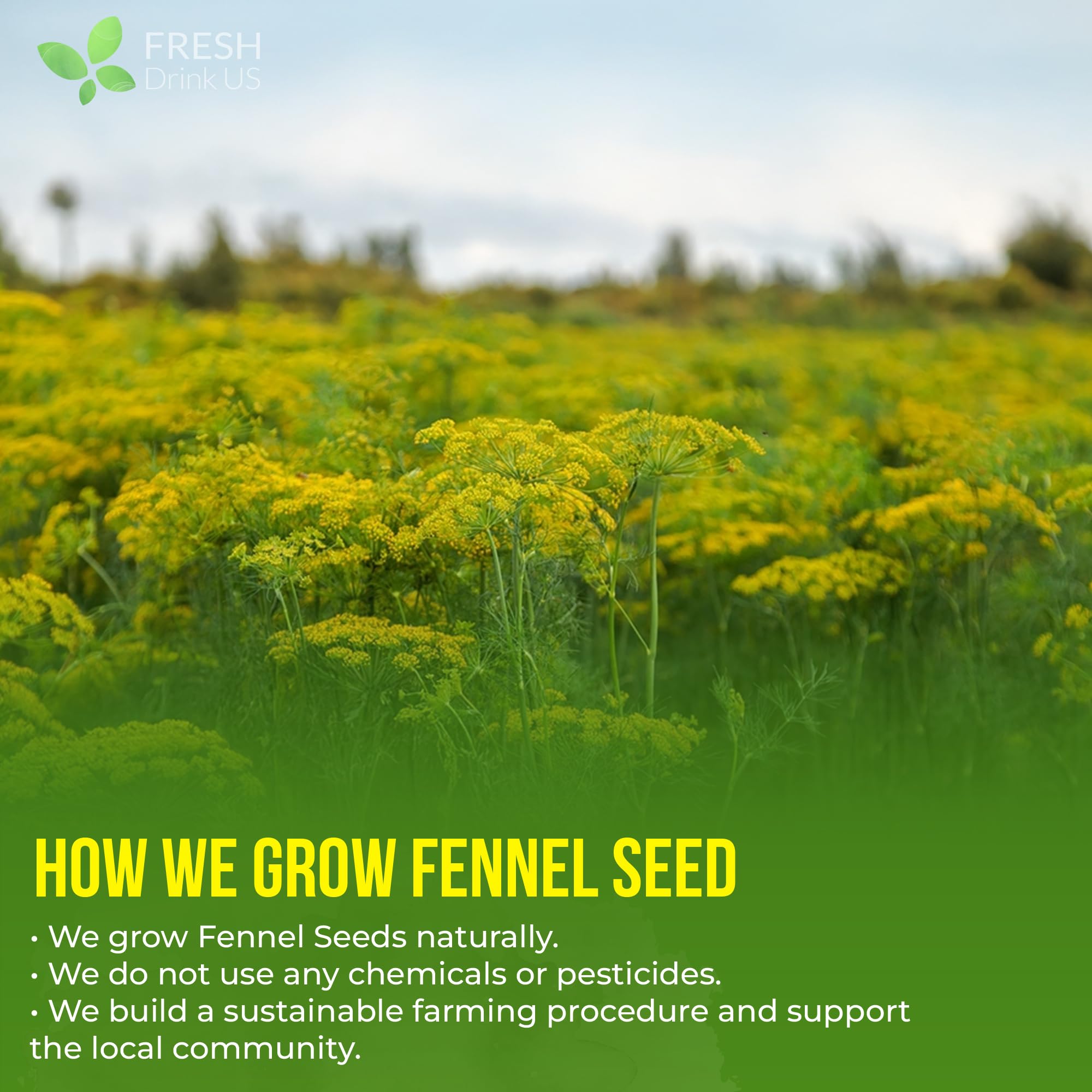 FreshDrinkUS organic fennel seeds emphasizing freshness.