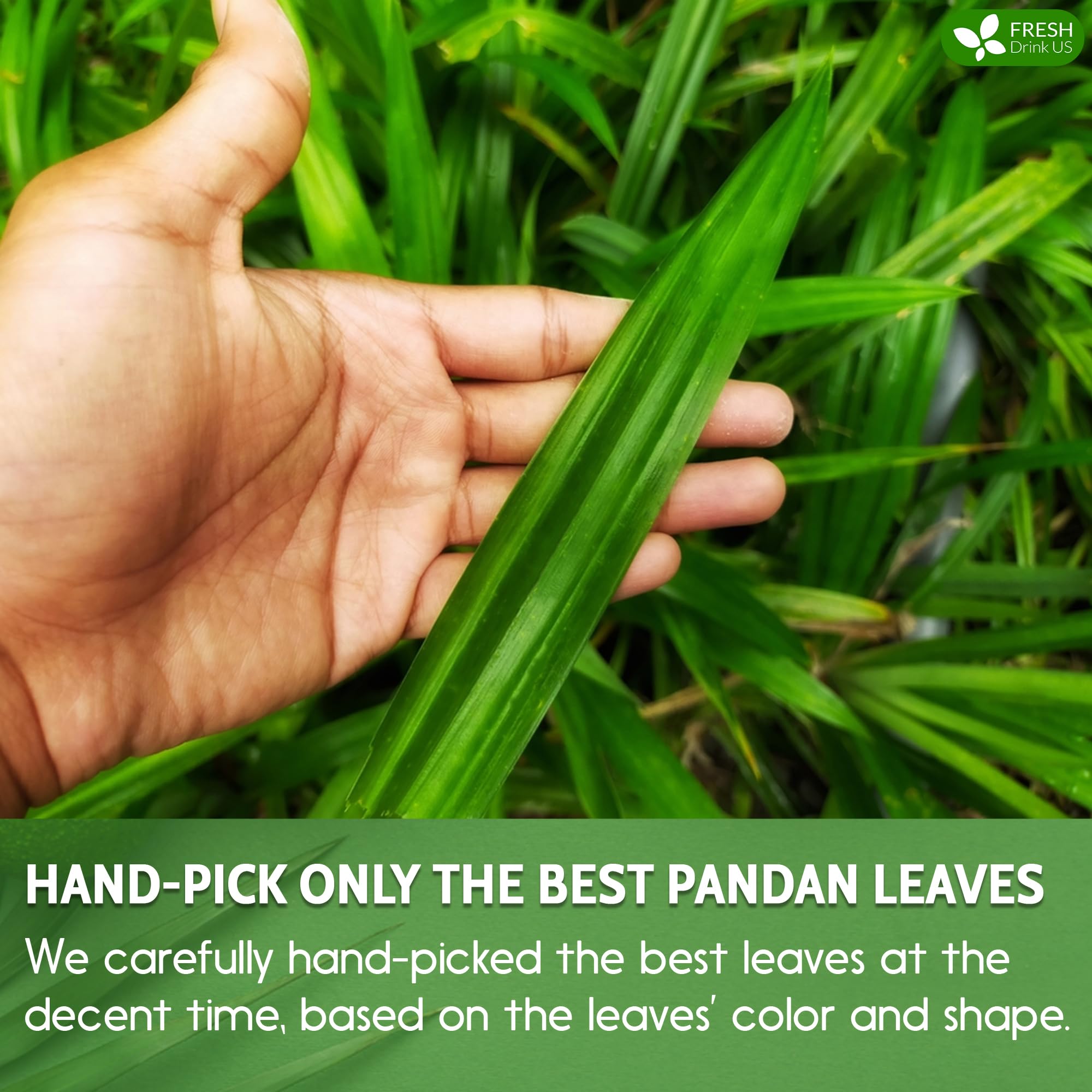 FreshDrinkUS premium ground pandan leaves for easy brewing