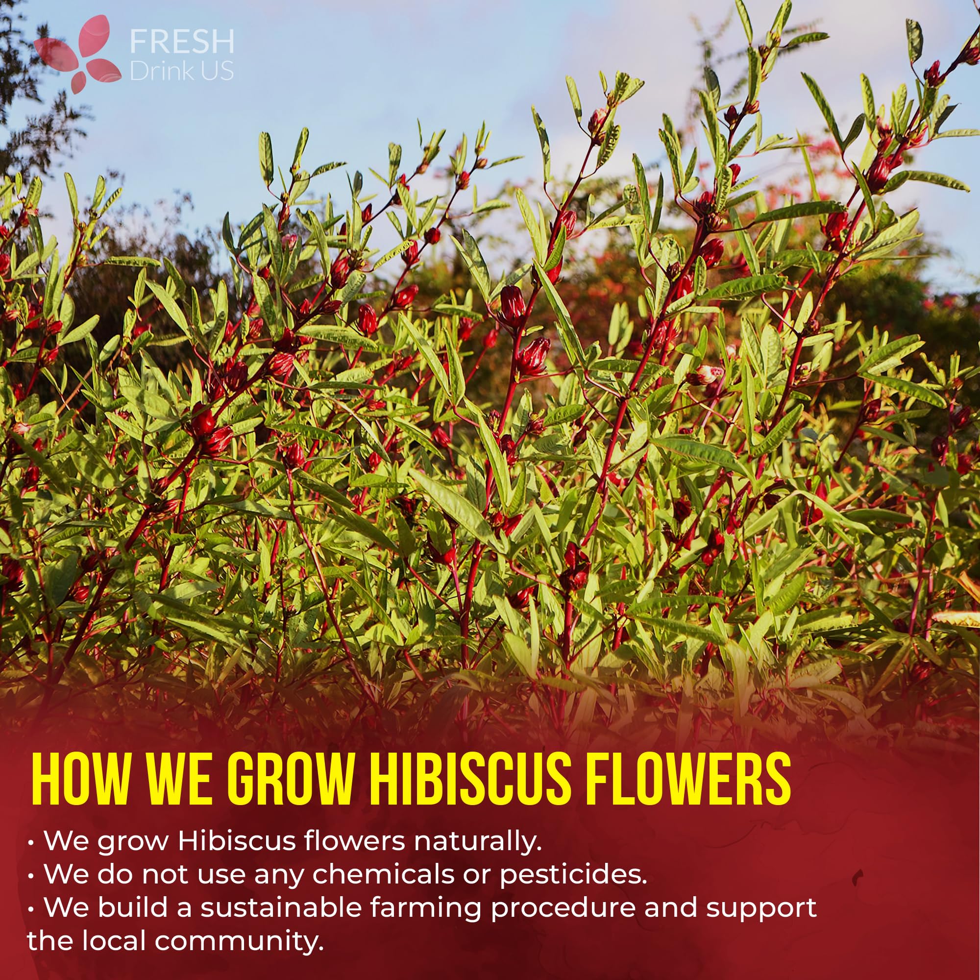 FreshDrinkUS commitment to high quality tea products and support.
