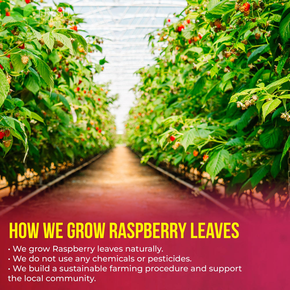 Close-up of FreshDrinkUS raspberry leaf tea highlighting herbal quality