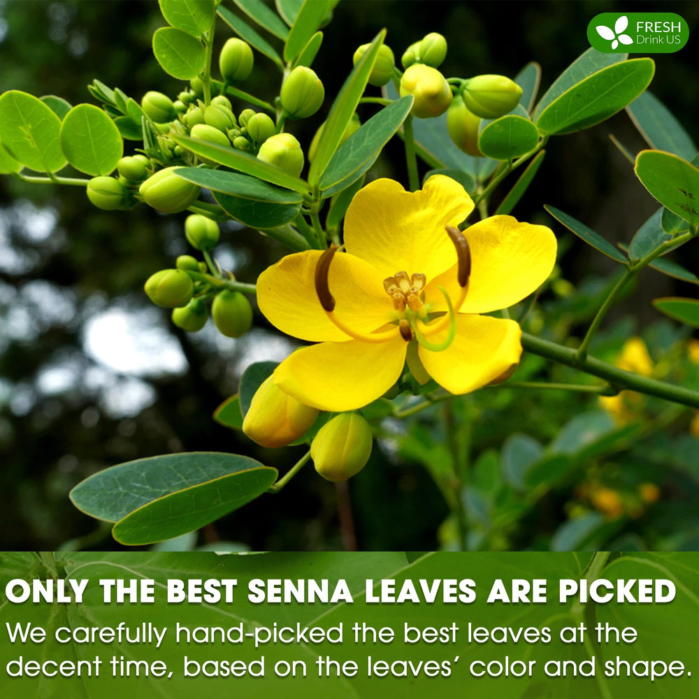 FreshDrinkUS golden brew of senna tea in cup highlights smooth flavor.