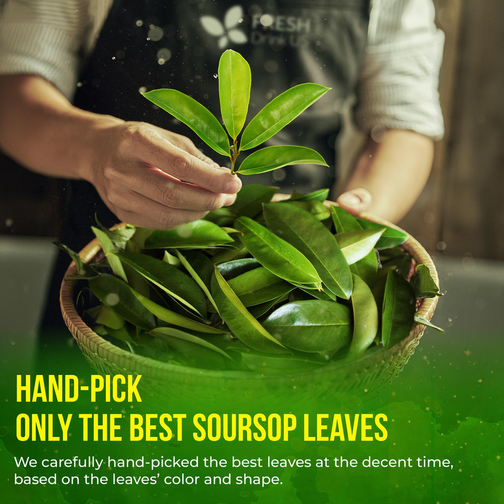 FreshDrinkUS soursop leaves rich green leaves highlight natural purity