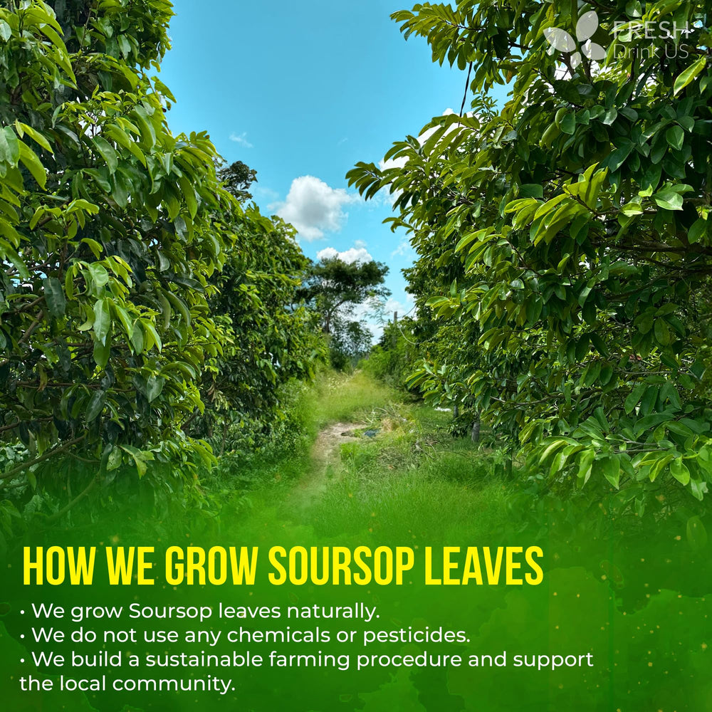FreshDrinkUS soursop tea steeping in a cup to release delicate notes.