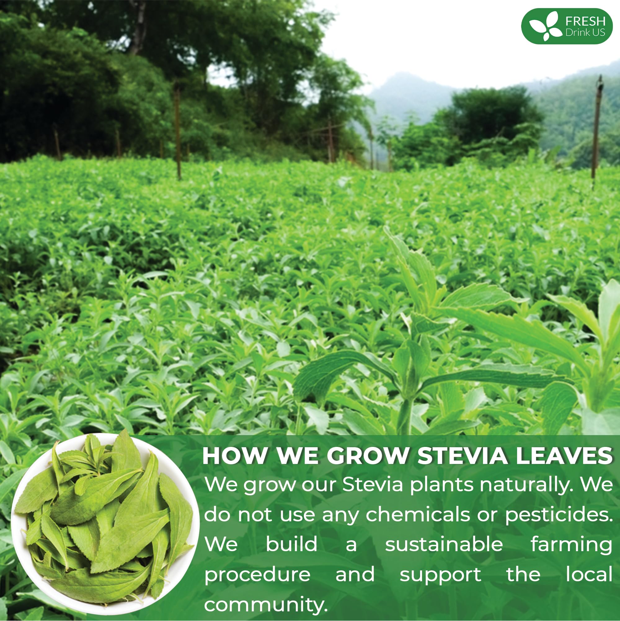 FreshDrinkUS stevia leaves ground powder, ready for baking.