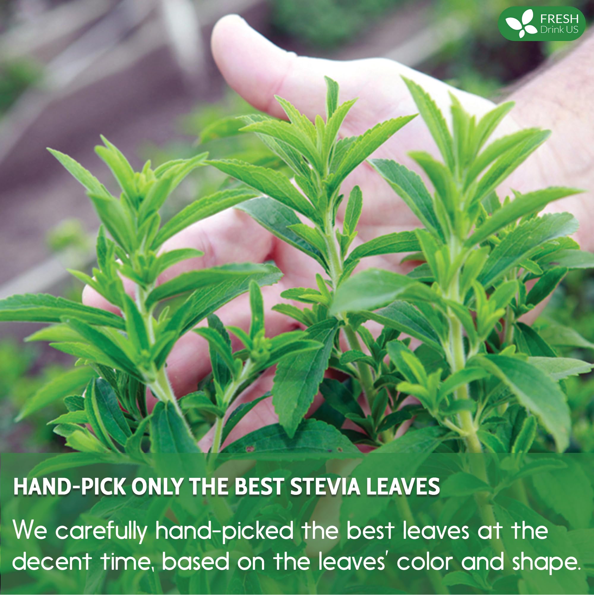 FreshDrinkUS stevia leaves tea brew, ideal for infusions.