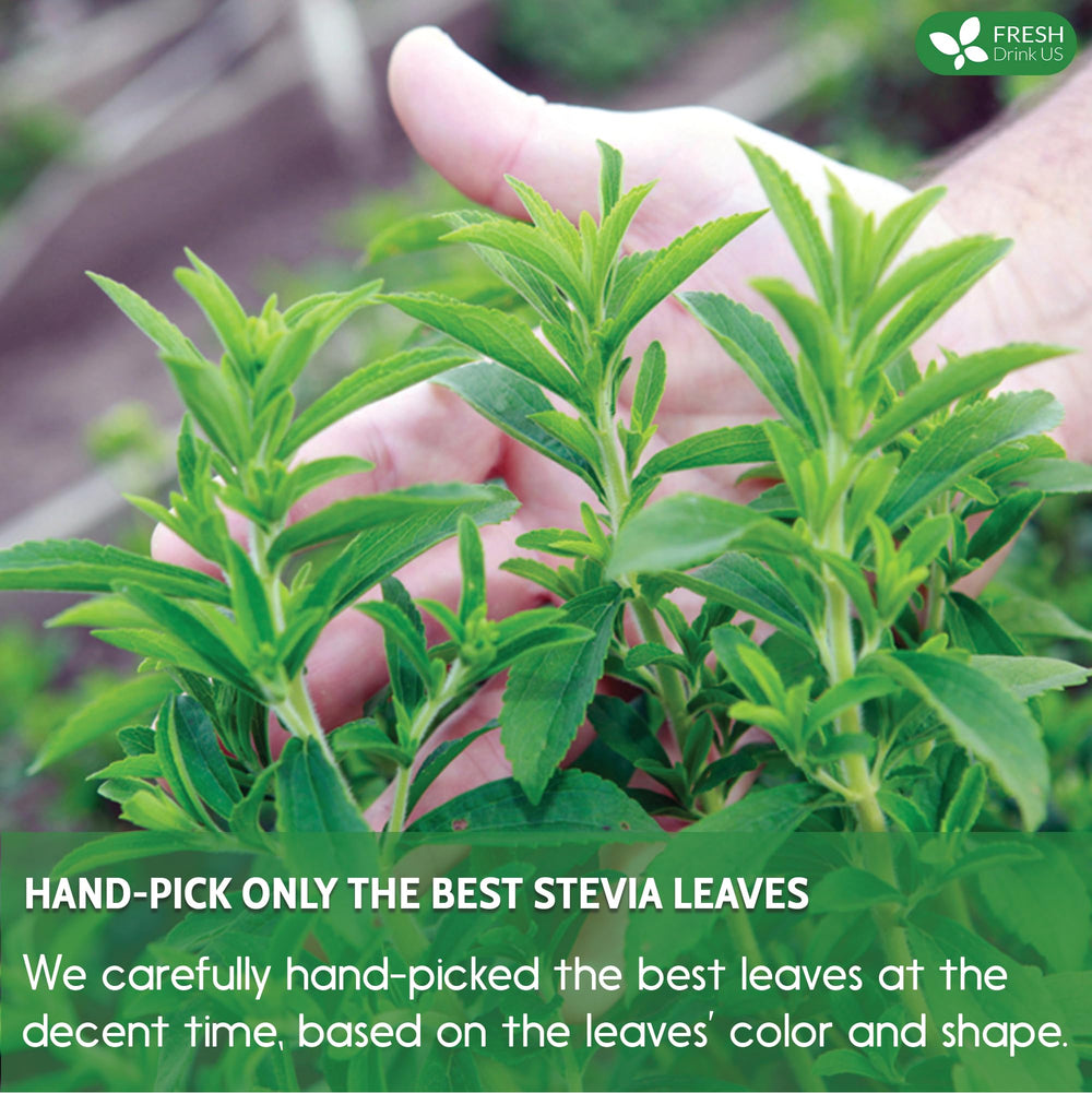 FreshDrinkUS stevia leaves tea brew, ideal for infusions.