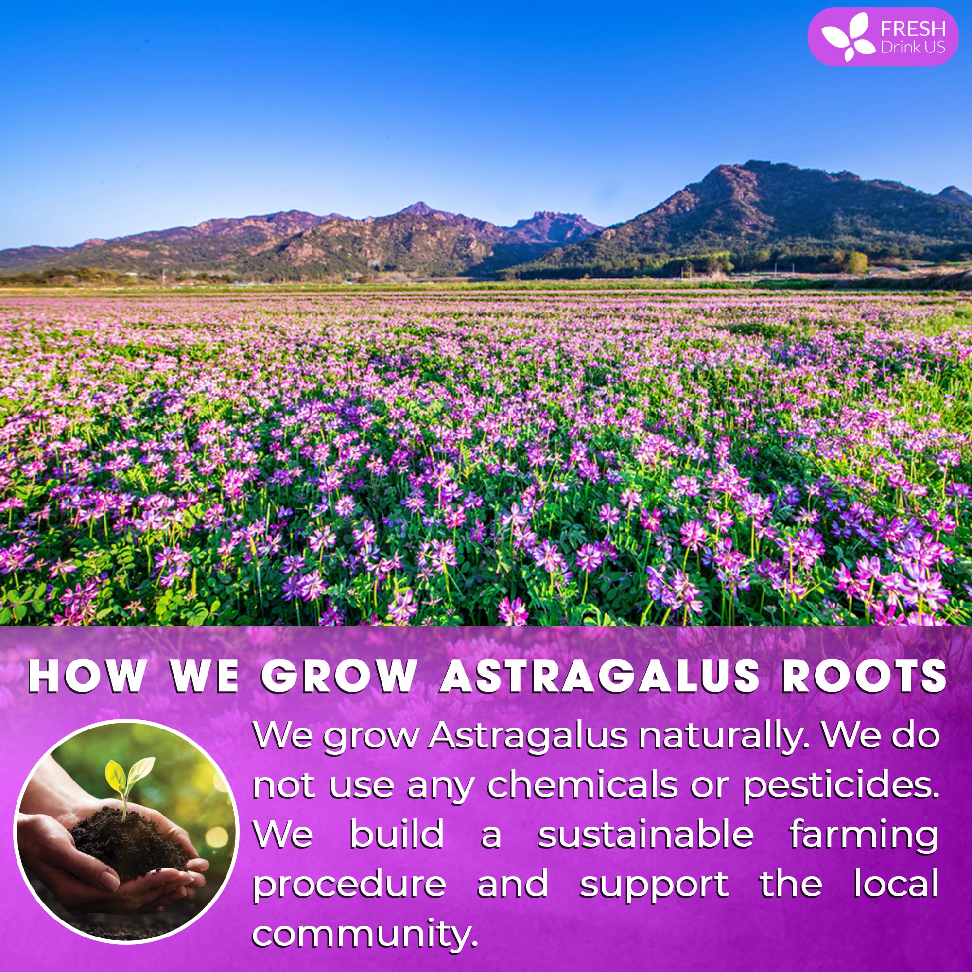 FreshDrinkUS sun-dried astragalus roots releasing earthy aroma