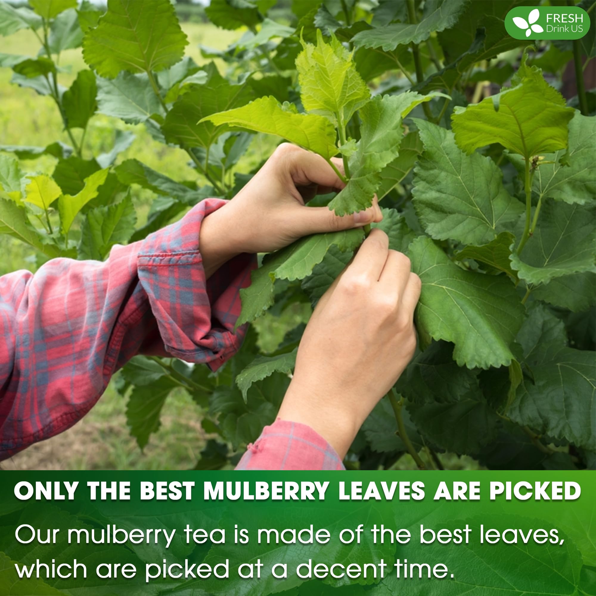 FreshDrinkUS sun dried mulberry leaves emphasize natural flavor