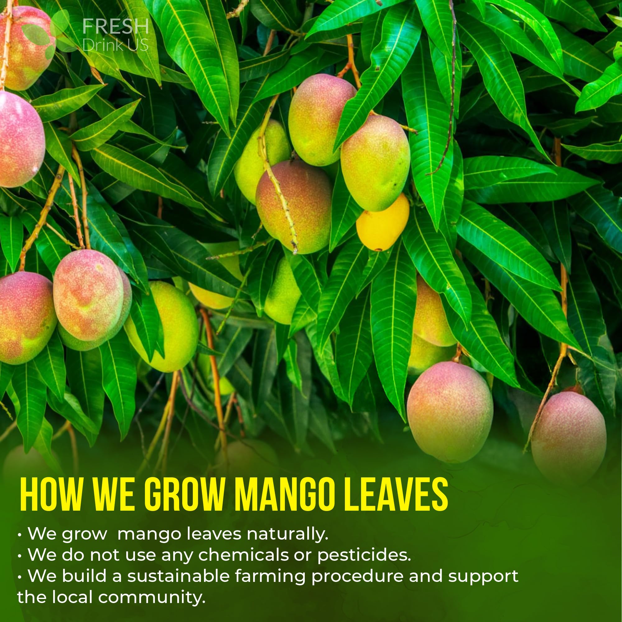 FreshDrinkUS tea preparation mango leaves demonstrating easy brewing steps for a soothing cup.