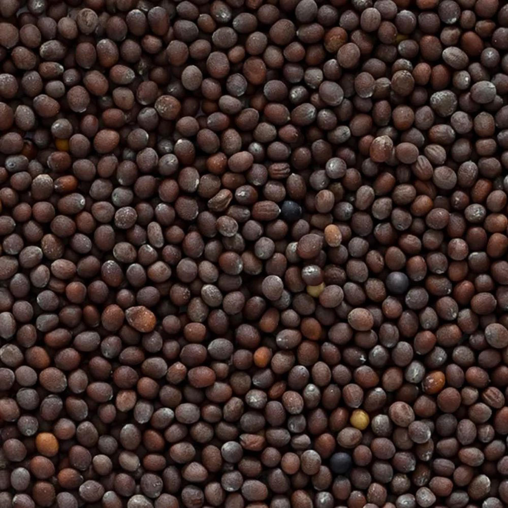 Frontier Co-op brown mustard seed jar, ready for marinades and curries.