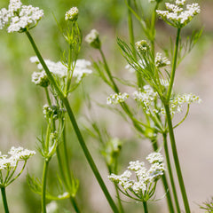 Frontier Co-op caraway seed on rye bread for flavor.