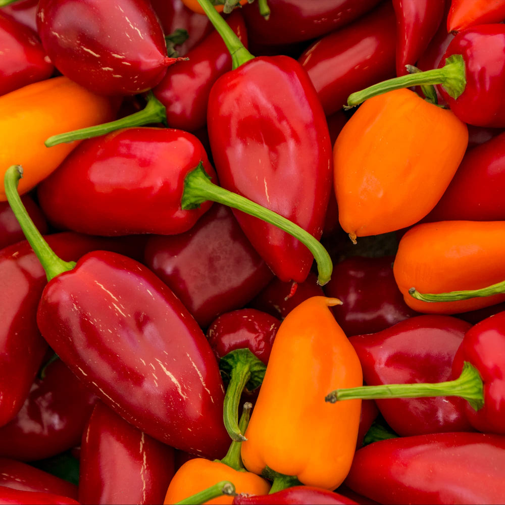Frontier Co-op ground chipotle pepper closeup reveals fine, even grind