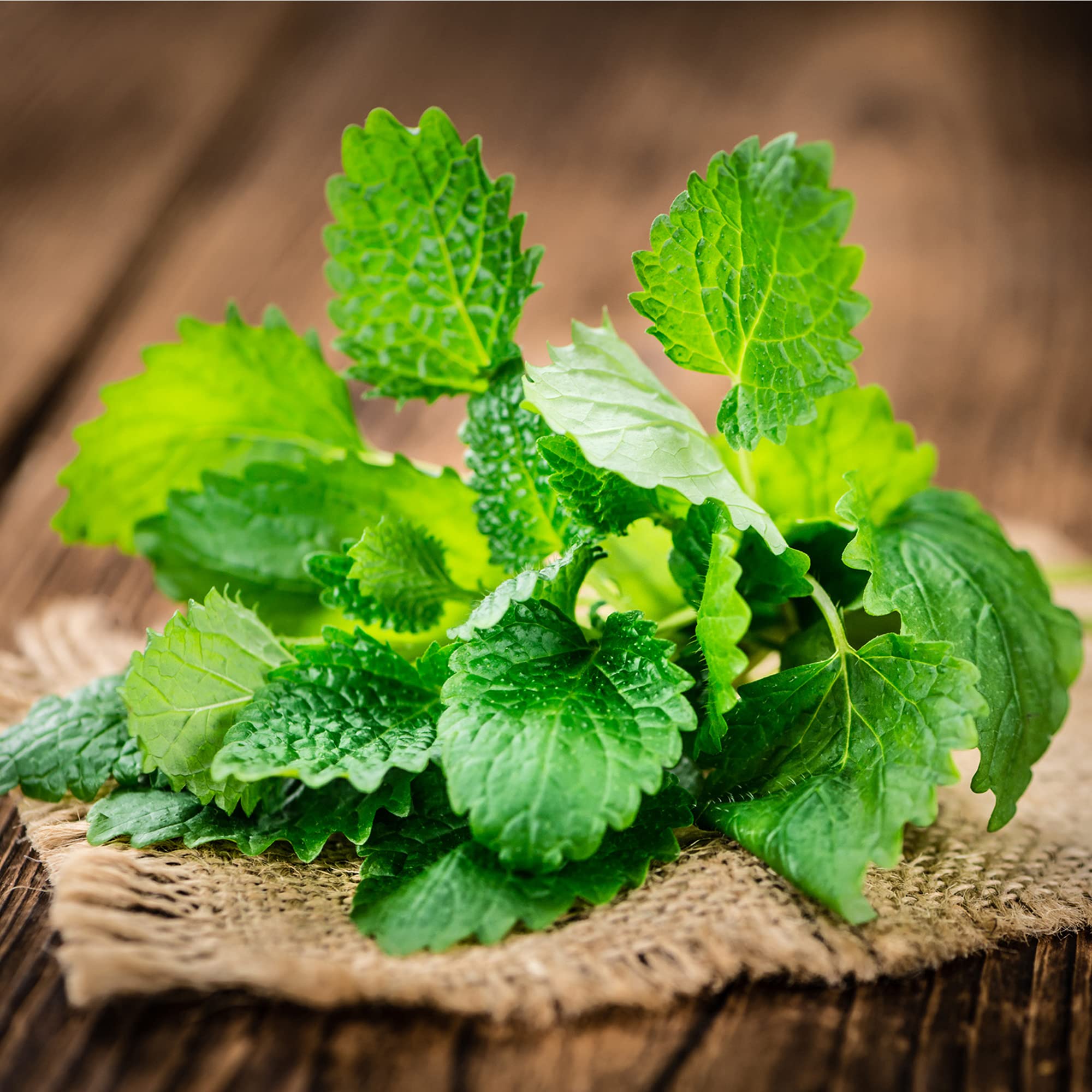 Dried lemon balm tea leaves offering a fragrant, citrusy infusion.