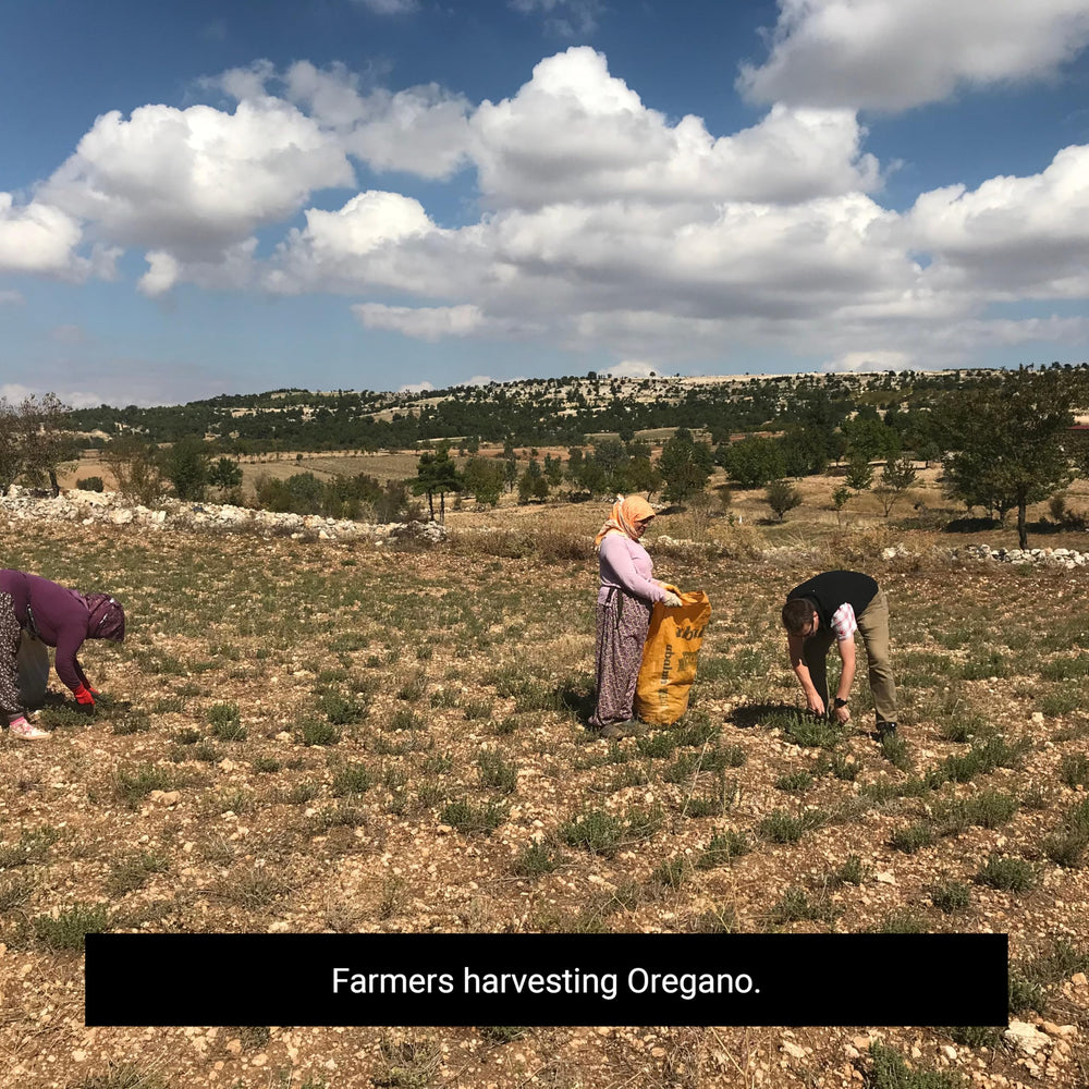 Frontier Co-op Organic Kosher Oregano; zero additives and non-irradiated.