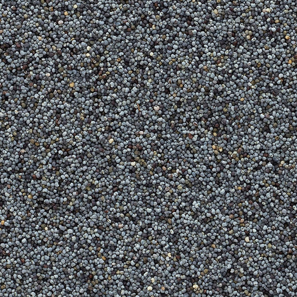 Frontier Co-op poppy seeds blue-black closeup shows vibrant color for pastries.