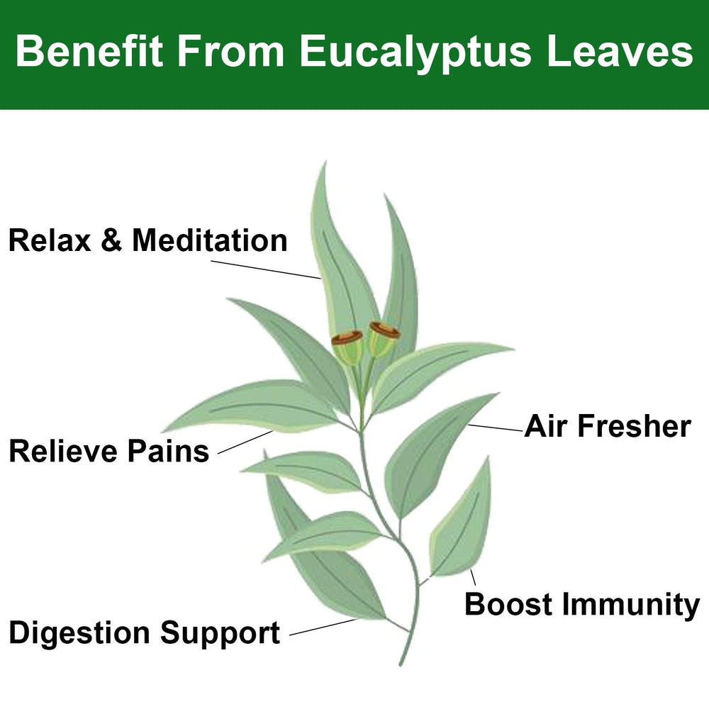 FullChea dried eucalyptus leaves aroma in shower promotes calming ambiance.