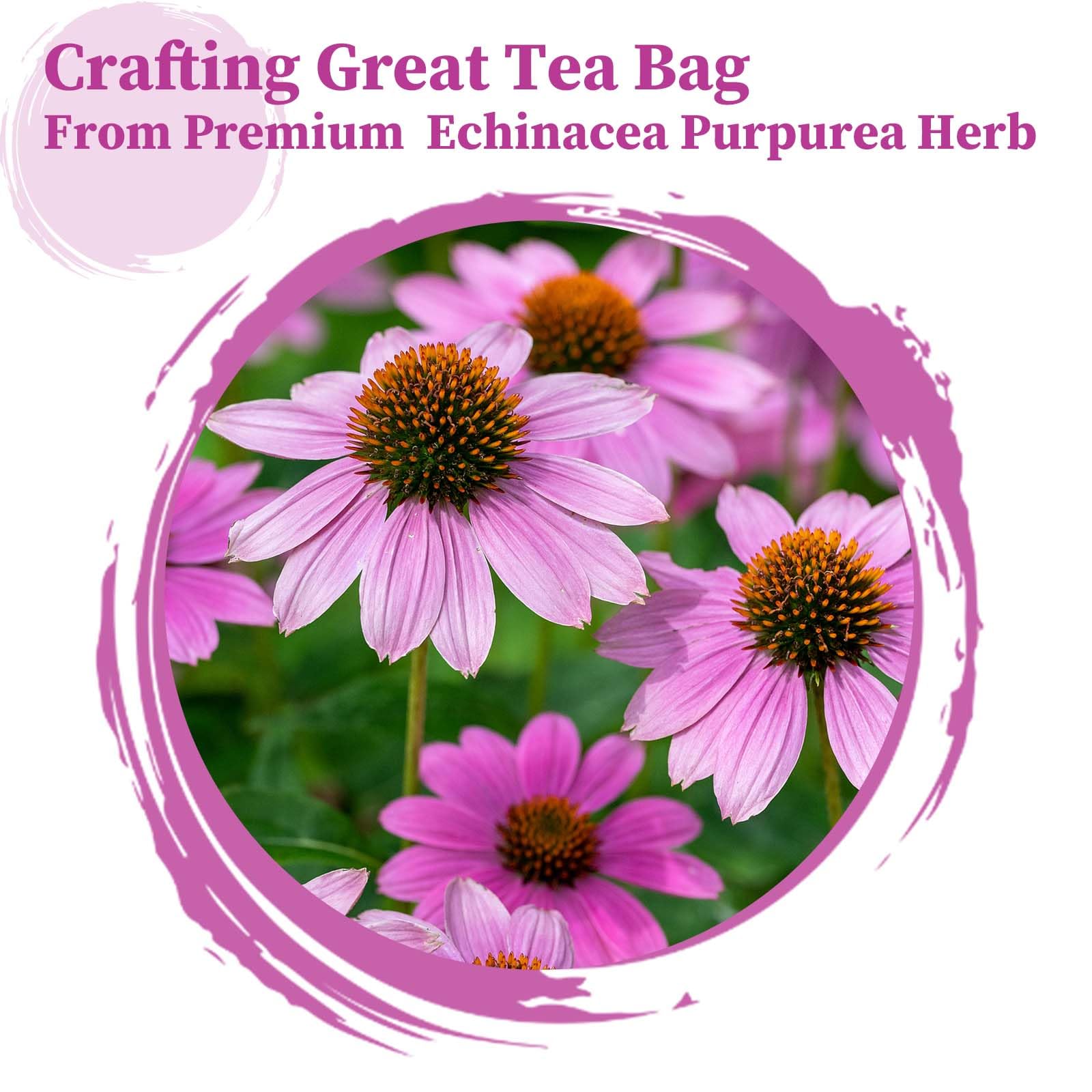 FullChea Echinacea Purpurea close-up of herb highlighting digestive ease.