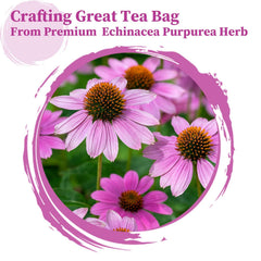 FullChea Echinacea Purpurea close-up of herb highlighting digestive ease.