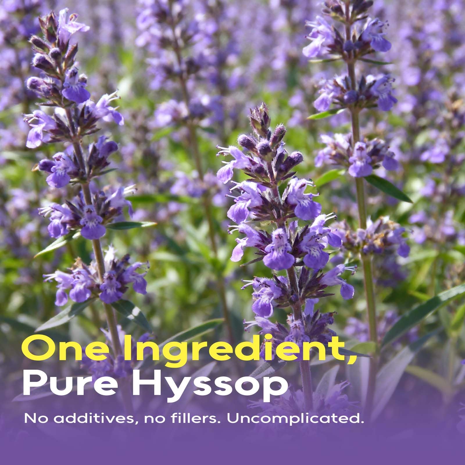 FullChea Hyssop Tea Bags brewing in hot water for soothing aroma and relaxation.