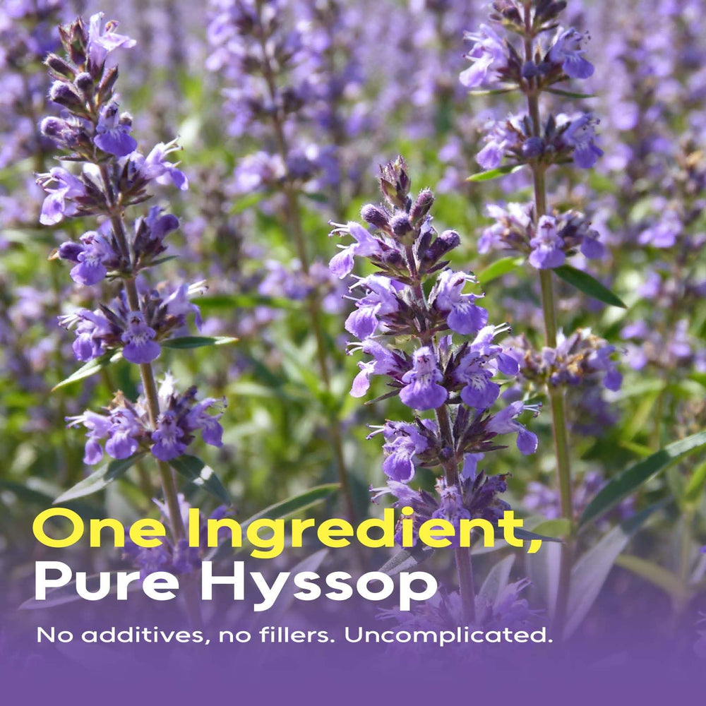 FullChea Hyssop Tea Bags brewing in hot water for soothing aroma and relaxation.