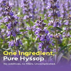 FullChea Hyssop Tea Bags brewing in hot water for soothing aroma and relaxation.